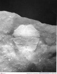 Historisches Foto von Goniodromites sp. (NHMW-AFW-GEO-BACHMAYER-FOTO-1990-0041-0422)